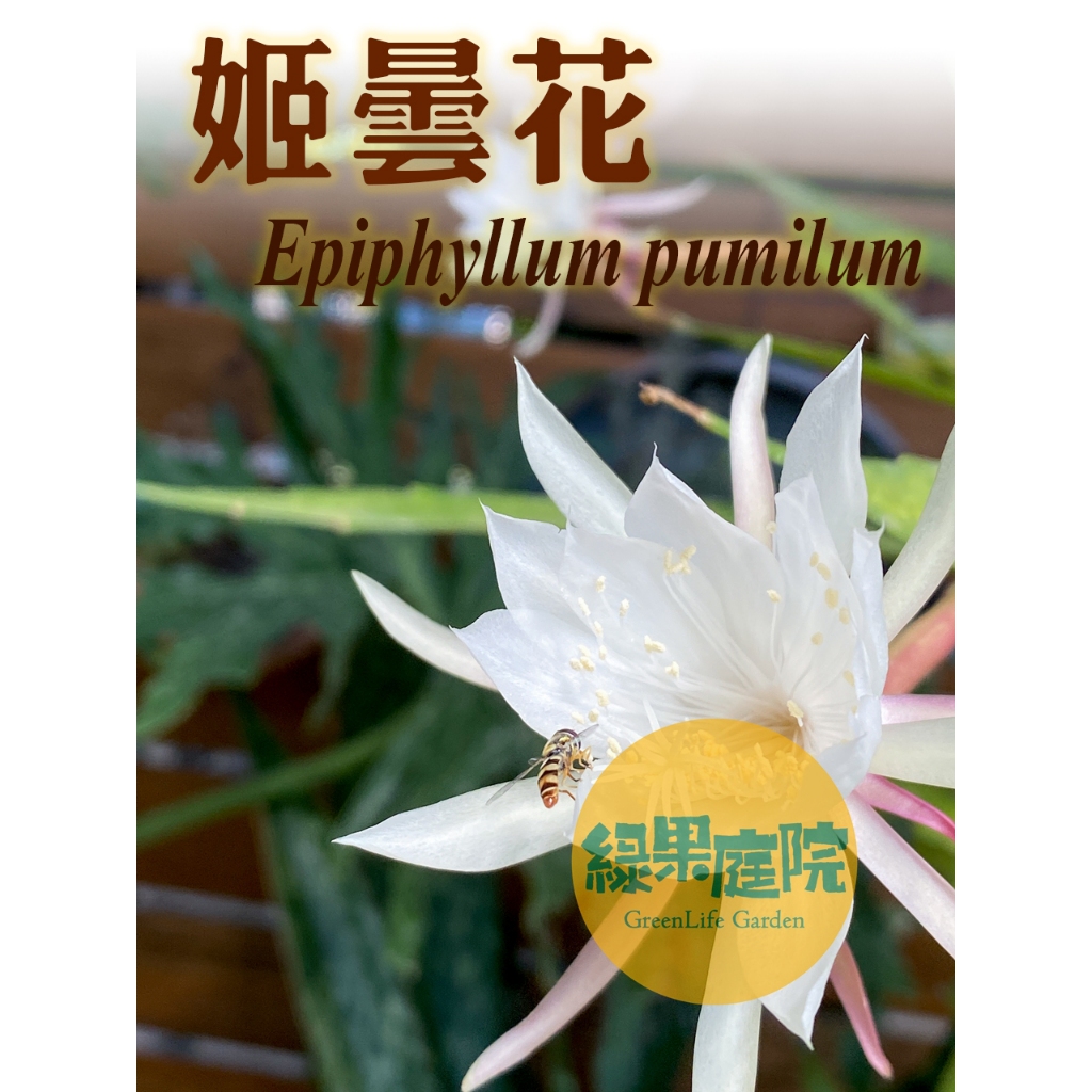 綠果庭院-雨林仙人掌 姬曇花 Epiphyllum pumilum 超會爆花 超香 迷你曇花 壇花 陽台｜室外
