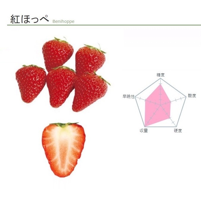 日本 紅顏 草莓種子