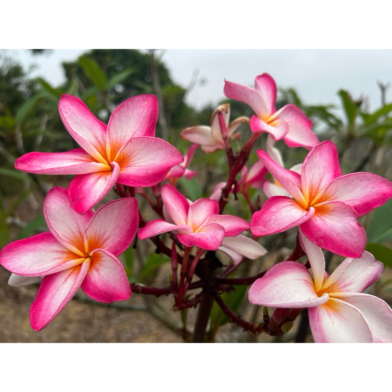 【花痴植人】穩根盆苗生產中 跳舞精靈Dancing Pixie 雞蛋花 庭院樹