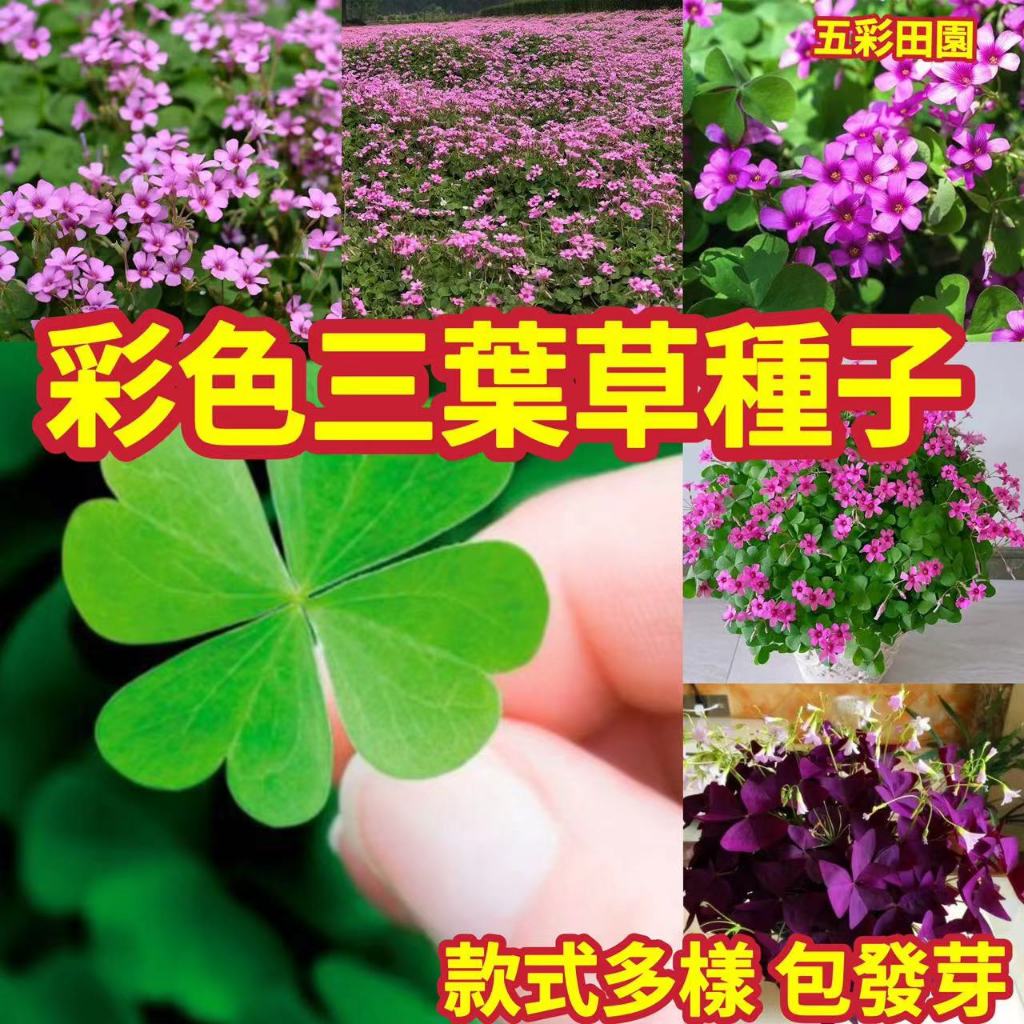 【幸運四葉草種子】新品紫蝴蝶幸運草種子 三葉草紫葉種子 酢漿草種子 四葉草種子草籽 盆栽花卉植物 室內陽台庭院種植