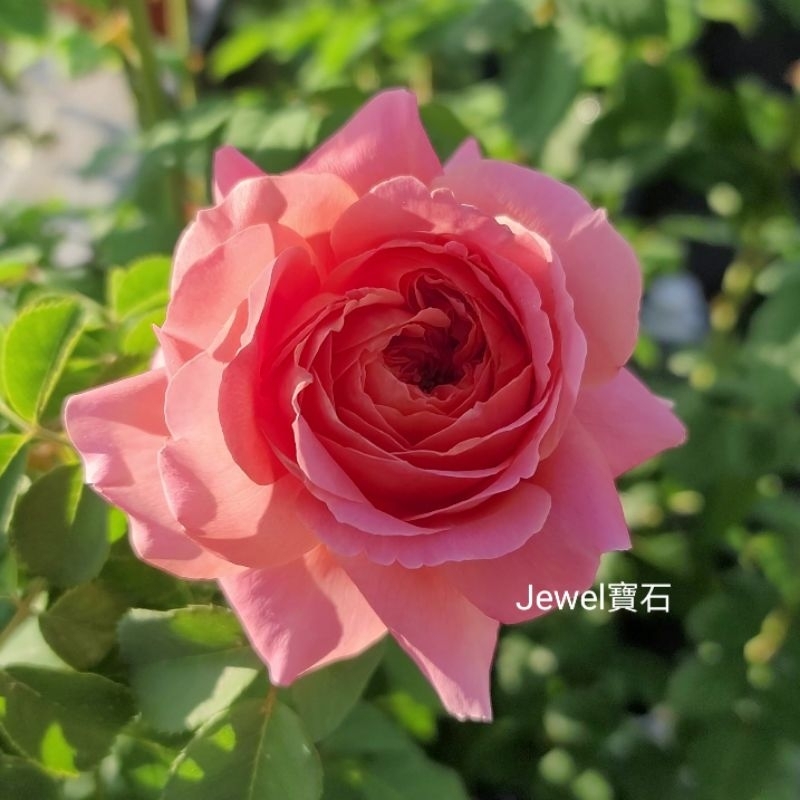 💎寶石玫瑰💎《煎餅磨坊》玫瑰花苗、月季花苗，4吋盆。