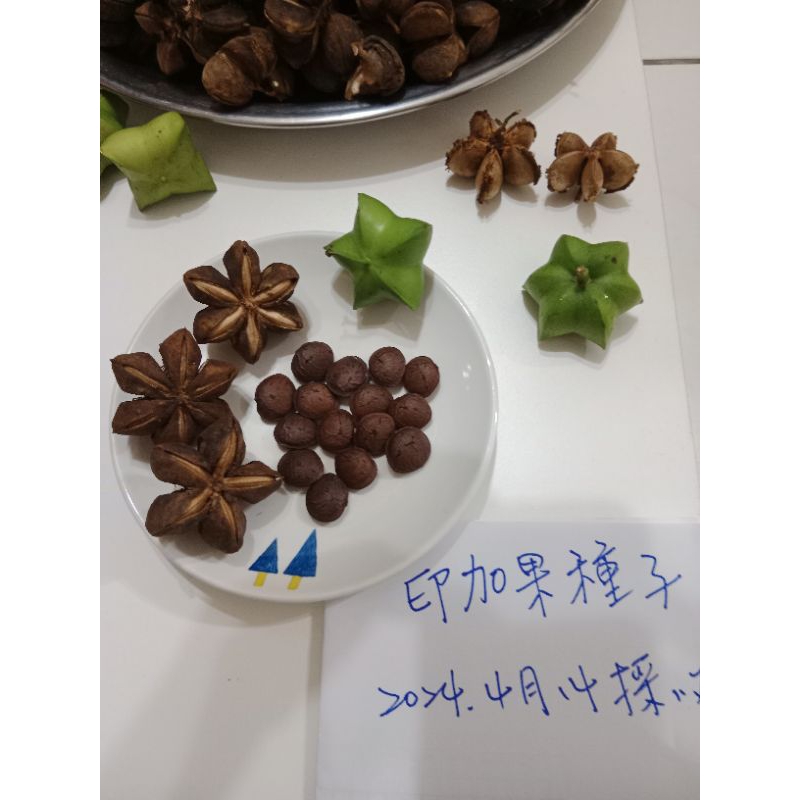 印加 果種子的價格推薦 - 2026年2月 | 比價比個夠BigGo