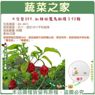 【蔬菜之家滿額免運】大包裝G99.紅辣妹魔鬼椒種子90顆(蔬菜種子)