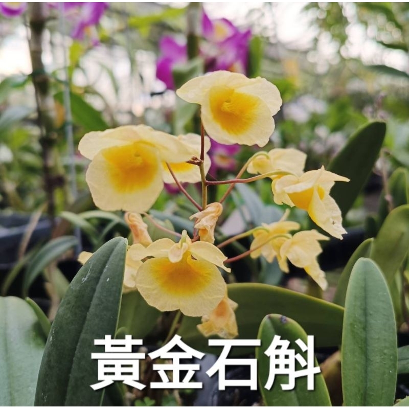 甜甜價🌸黃金石斛蘭（3吋盆） 🌸花苗🌸3~5月開花