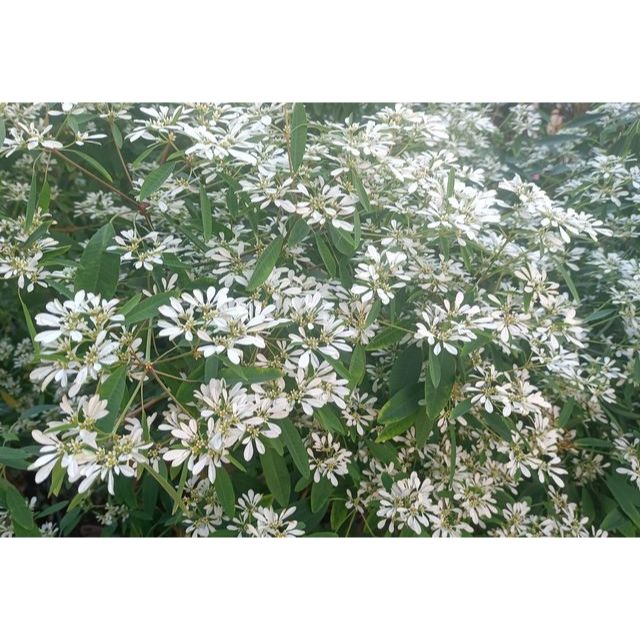 白雪木 聖誕白雪—無根支條1份(5枝)100元