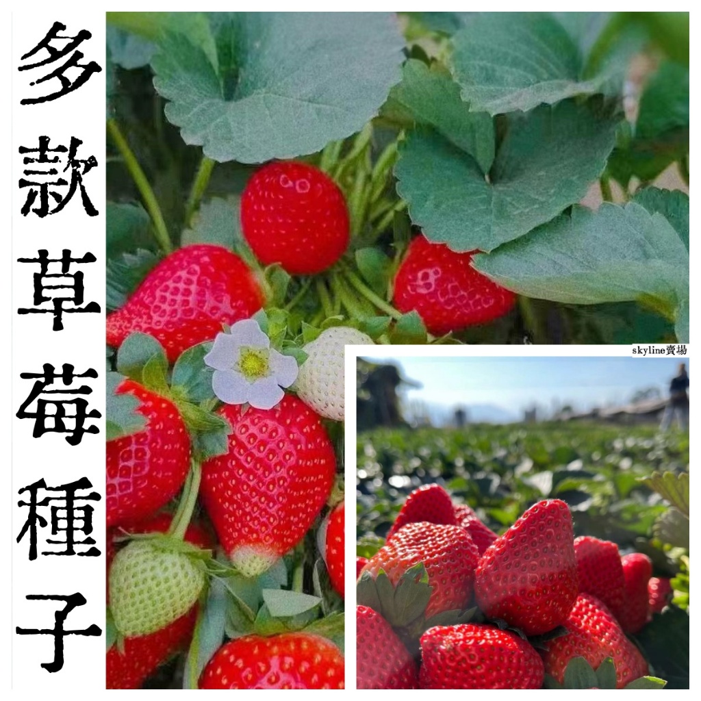 🌱（一元一粒草莓種子） 水果種子 紅顏草莓 奶油草莓 黃心草莓 爬藤草莓 四季開花結果 遇土就活