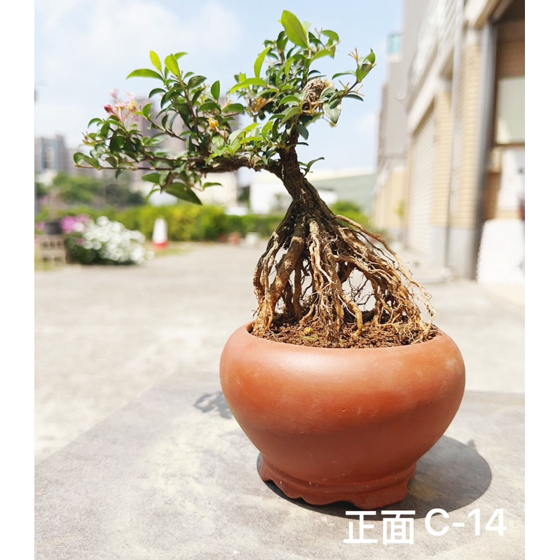 🍁綠化小屋🍃「李氏櫻桃」🍃小品盆栽