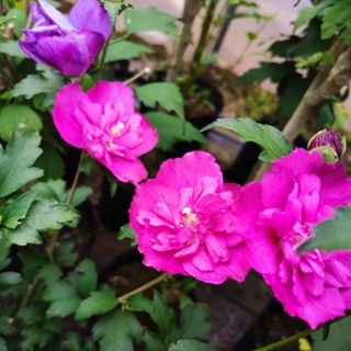 爆款 藍莓冰沙藍色紫色重瓣大花木槿花種子盆栽多季開花庭院花卉植物好養花卉木槿花種子