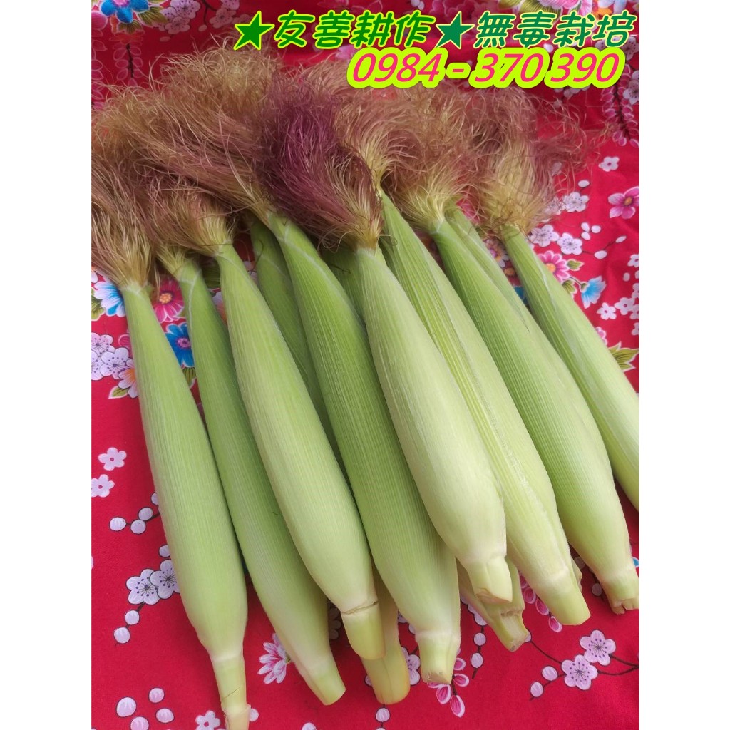 （無毒栽培）  紅鬚玉米筍   🌽🌽🌽🌱 《自產自銷》 產地直送！🌱🌽🌽🌽 香～甜～Q😋 👍  《 優惠中》 👍