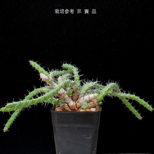 楚靈大戟~Euphorbia petricola~(多芽直徑7cm+，裸根寄)