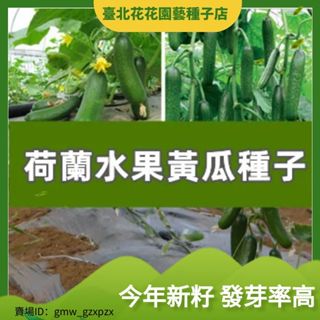 荷蘭水果黃瓜種子 農田菜園基地清香味濃瓤淺綠青瓜籽蔬菜種子【臺北花花園藝種子店】