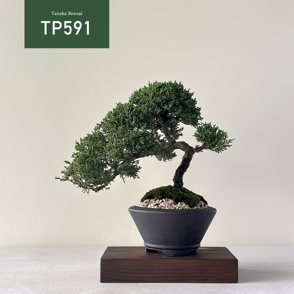 【Tanaka Bonsai】TP591  紀州真柏/鐵柏盆景(不含木墊片）｜松柏盆栽