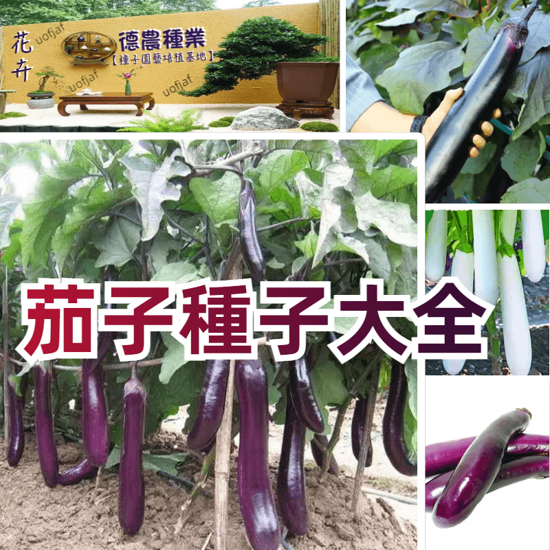 茄子種子大全🔥買30粒送20粒🔥蔬菜種子 四季易種易活 田園庭院蔬菜 發芽率99%種不活可退款 庭院種植 菜種子