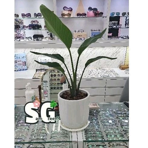 【samgreen♥️天堂鳥盆栽組🌿】白瓷盆樹皮塊水盤組/店面綠化/室內妝飾