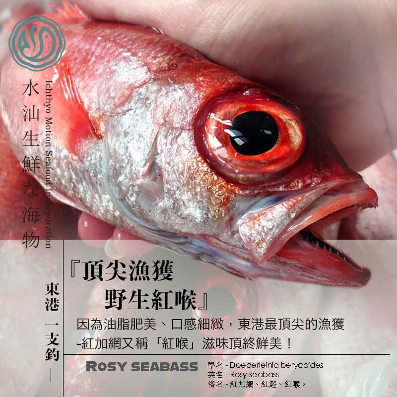 【水汕海物】本港 東港一支釣 頂尖漁獲 野生紅喉、紅加網。『實體店面、品質保證』