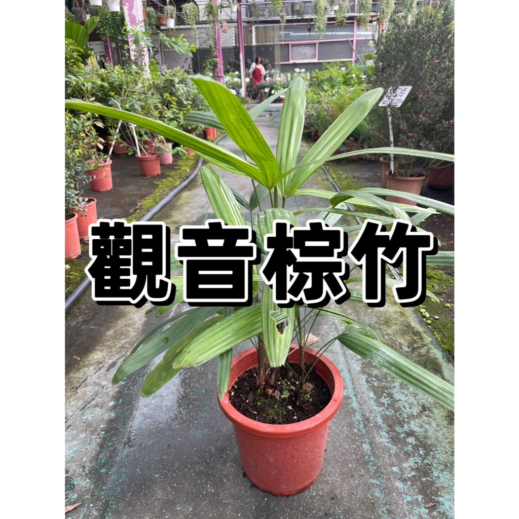 【花無缺❶號】觀葉植物 ⚇ 觀音棕竹 (寬葉)  / 細葉棕竹⚉