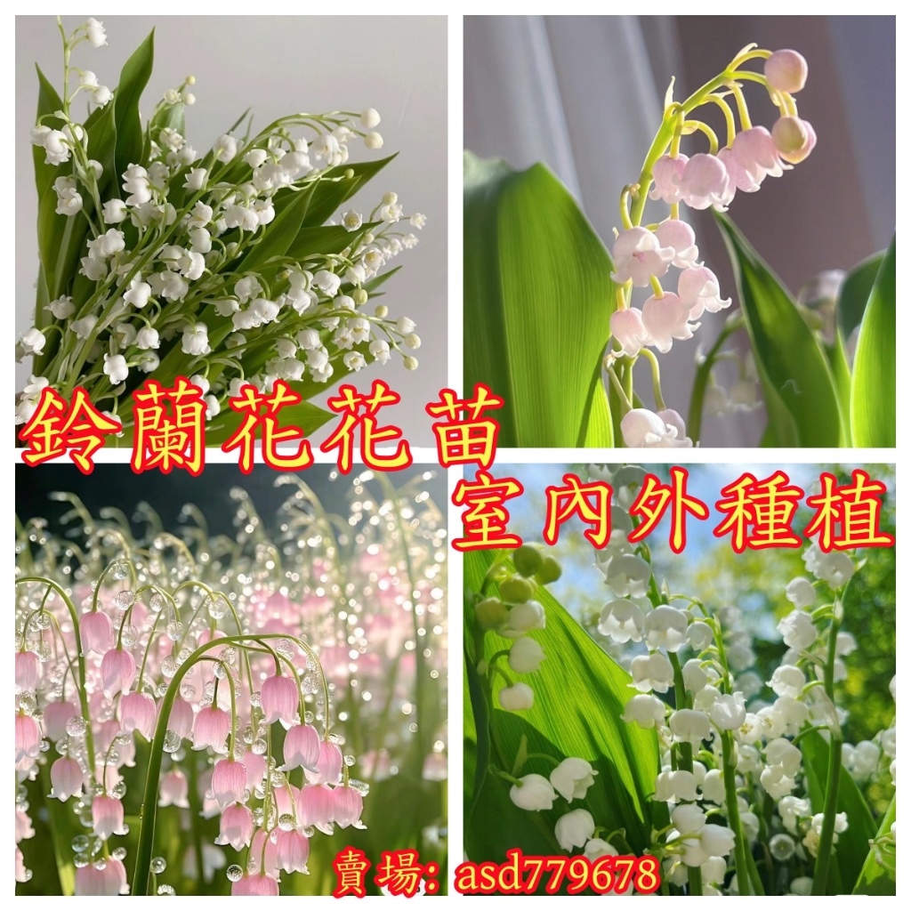 🌺【鈴蘭帶芽花苗】 濃香型 風鈴花種球 多年生四季開花不斷 室內外綠植盆栽花卉種根耐寒耐熱 鈴蘭種子 四季飄香 盆栽