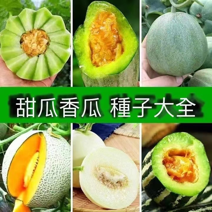 【甜瓜種子】四季種植最網甜瓜最齊全種籽 羊角蜜甜瓜 冰糖甜瓜 香瓜種子 水果種子 四季陽台庭院種植 耐熱高產發芽率99%