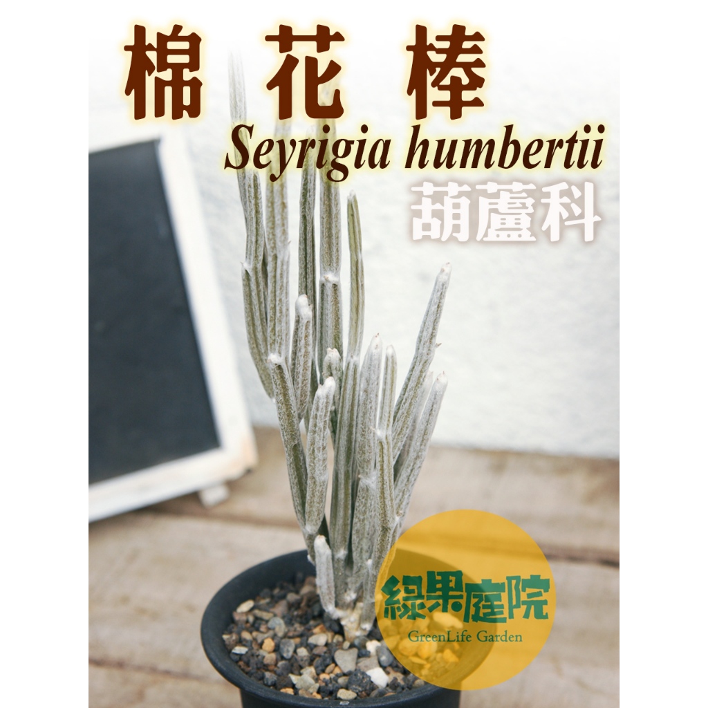 綠果庭院-塊根-棉花棒Seyrigia humbertii葫蘆科 有塊根的多肉植物毛茸茸穩根含盆寄送