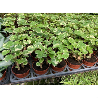 一禪種苗園-富貴吉祥具招財<斑葉福祿桐/富貴樹>喬木小品盆栽-3吋盆/邊緣微裂的葉片/不規則白色塊斑/開幕送禮/新居落成