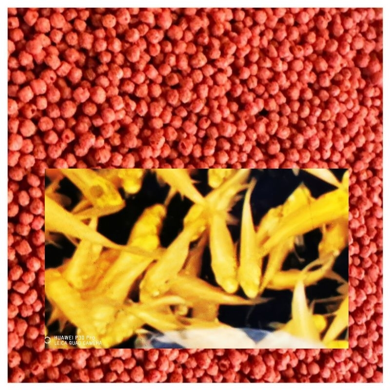 黃金蝴蝶龍鯉3.5-4.5公分專用貼片飼料 水族器材配件