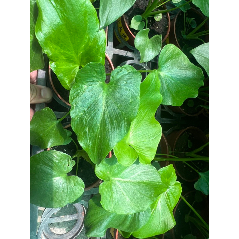 奧利多蔓綠絨 小天使蔓綠絨， 觀葉植物 雨林植物，每株3寸盆保濕出售。