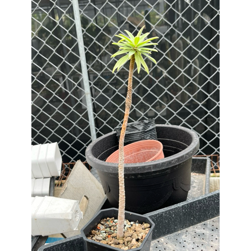 【隱士大戟】Euphorbia anachoreta/極度瀕危/大戟科/樹型大戟