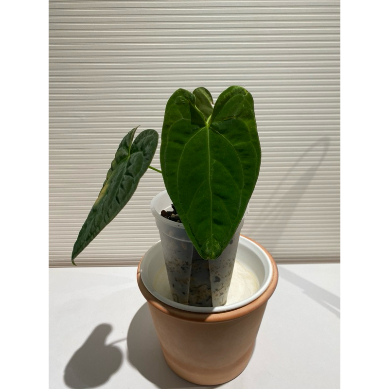 Anthurium papillilaminum Hybrid/花燭/火鶴/觀葉植物