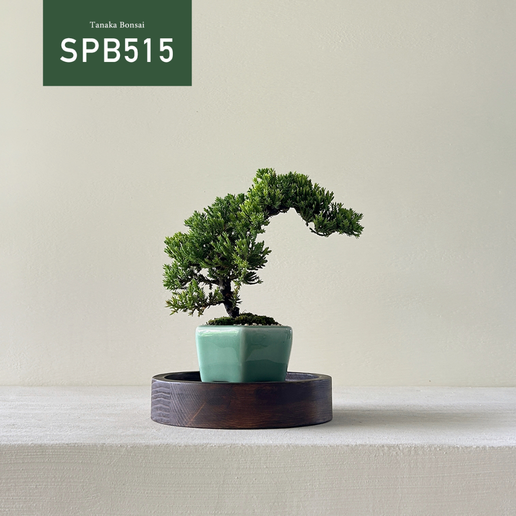 【Tanaka Bonsai】SPB515 珍珠柏盆景（不含圓盤木墊） ｜松柏盆栽