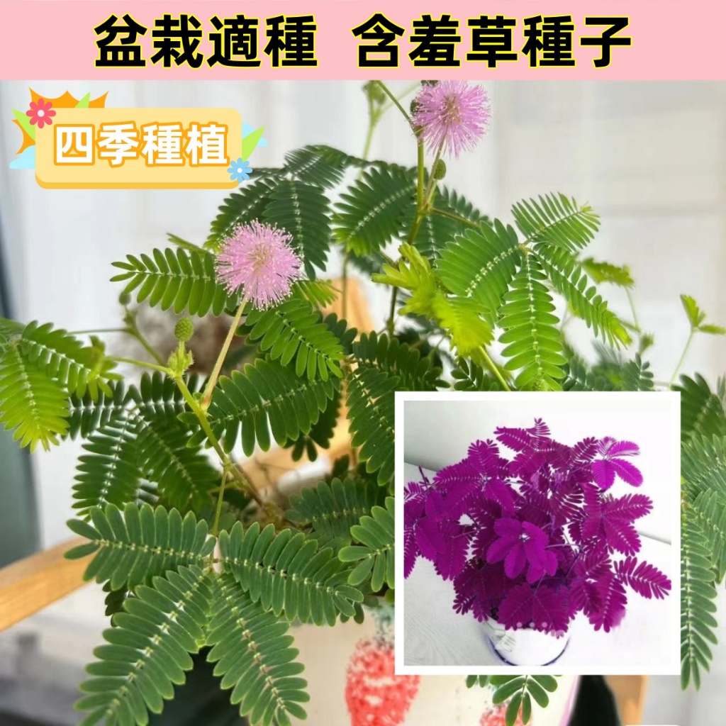 🌺【含羞草種子】 害羞草種子 四季種植 奇趣植物易種花卉種子陽臺室內盆栽種籽害羞草籽 觀賞花卉種子