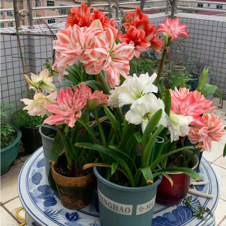 🌺【孤挺花種球】💥朱頂紅種球 多年生開花卉種根球朱頂紅球根 四季常青花卉種球