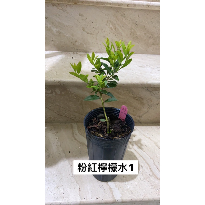 藍莓扦插苗 粉紅檸檬水（3.5吋深盆）兔眼