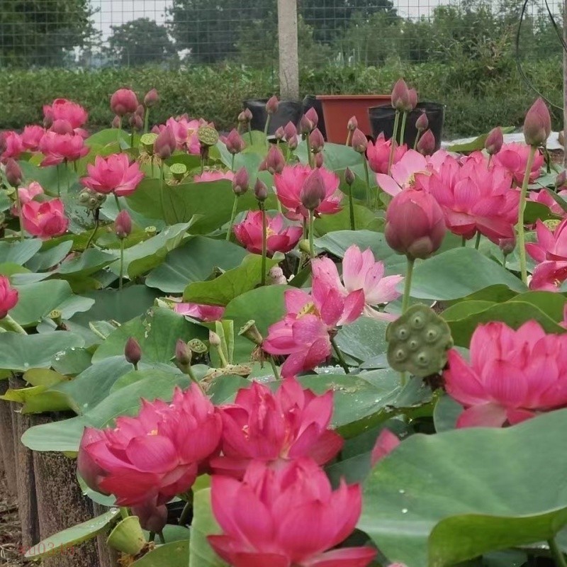 🌱🌱【睡蓮種藕根塊】 碗蓮根莖包成活包開花迷你睡蓮根塊 遇水就活 荷花種藕苗 一根莖開三朵蓮花