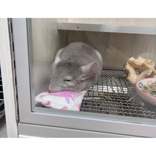 🏡龍貓安親班-獨家產品🏡［臺灣製］搖粒絨布 小寵物小枕頭 小抱枕 寵物枕頭 龍貓毯子 兔子 天竺鼠 蜜袋鼯 高雄實體店