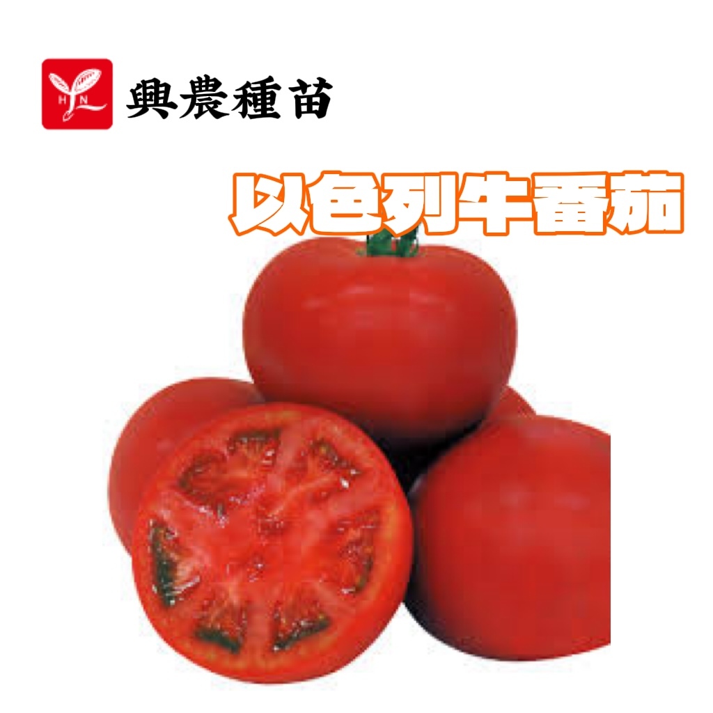 以色列牛番茄 【興農種苗】 牛番茄種子 抗TY品種 每包約10粒 蔬果種子 日本進口種子 原包裝種子