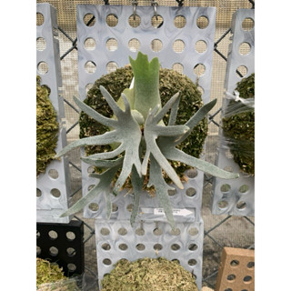 侏儒爪哇-玉女鹿角蕨P. willinckii ‘Jade Girl’ sporeling 鹿角蕨
