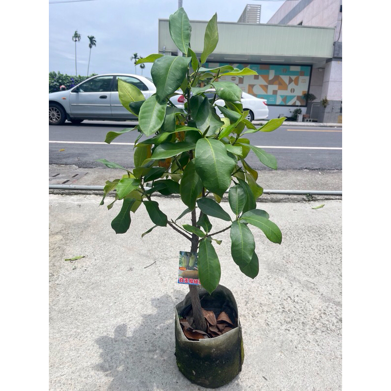卉迎園藝 白玉榴槤蜜 嫁接苗 移植袋 兩年苗 黑貓宅配一箱裝兩棵