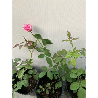 現貨玫瑰🌹-迷你伊甸園（MINI EDEN ROSE）法國🇫🇷產出、四季開花🌸、嬰兒粉嫩