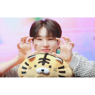 SEVENTEEN 同款 Hoshi 權順榮 老虎玩偶 娃娃 布偶 抱枕 午睡枕
