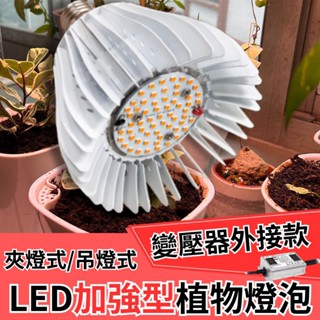 【君沛植物生長燈】 加強型光譜 植物燈 LED 50瓦 植物生長燈 變壓器外接款 植物燈泡