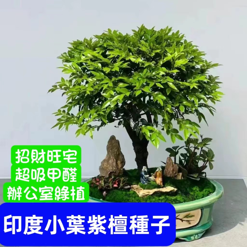💥💥【印度小葉紫檀種子】小葉紫檀子紫檀木種子  吸甲醛名貴林木種子盆栽四季開花好活淨化空氣桌面擺件辦公室花卉 花卉種植