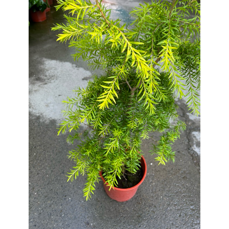 黃金串錢柳｜6吋盆～多年生常綠開花植物⋯