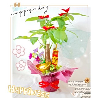 *熱門[促銷]新商品【gtp806】一路發發~桌上型[嫩芽型]發財樹盆景小盆栽[*小資送禮首選*]~喜慶開幕.榮陞祝賀盆