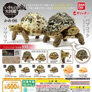 【盧卡斯偷椅子】現貨 正版 萬代 Bandai 烏龜 環保扭蛋 P6 06 第六彈 豹龜篇 造型轉蛋 扭蛋 轉蛋