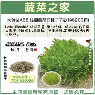 【蔬菜之家滿額免運】大包裝A68.綠麒麟萵苣種子7克(約6200顆)