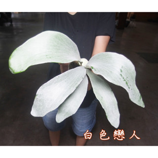 <美心花園>鹿角蕨 p. omo白色戀人 / 白熊鹿角蕨(女王 亞猴 巨獸 捲捲鹿 賽爾索 細菌 玉女)