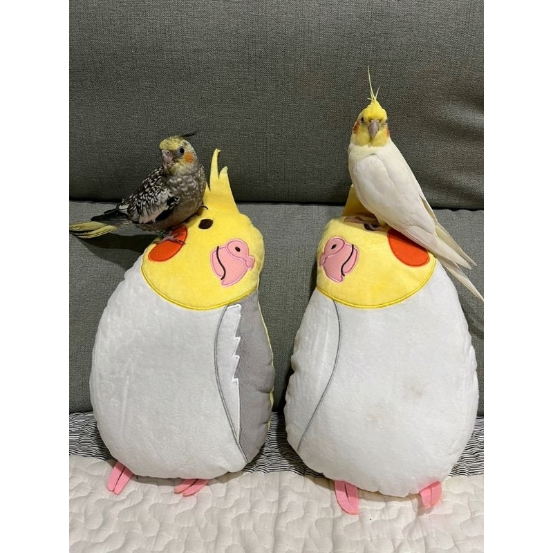 鸚鵡周邊│玄鳳小抱枕-共兩款