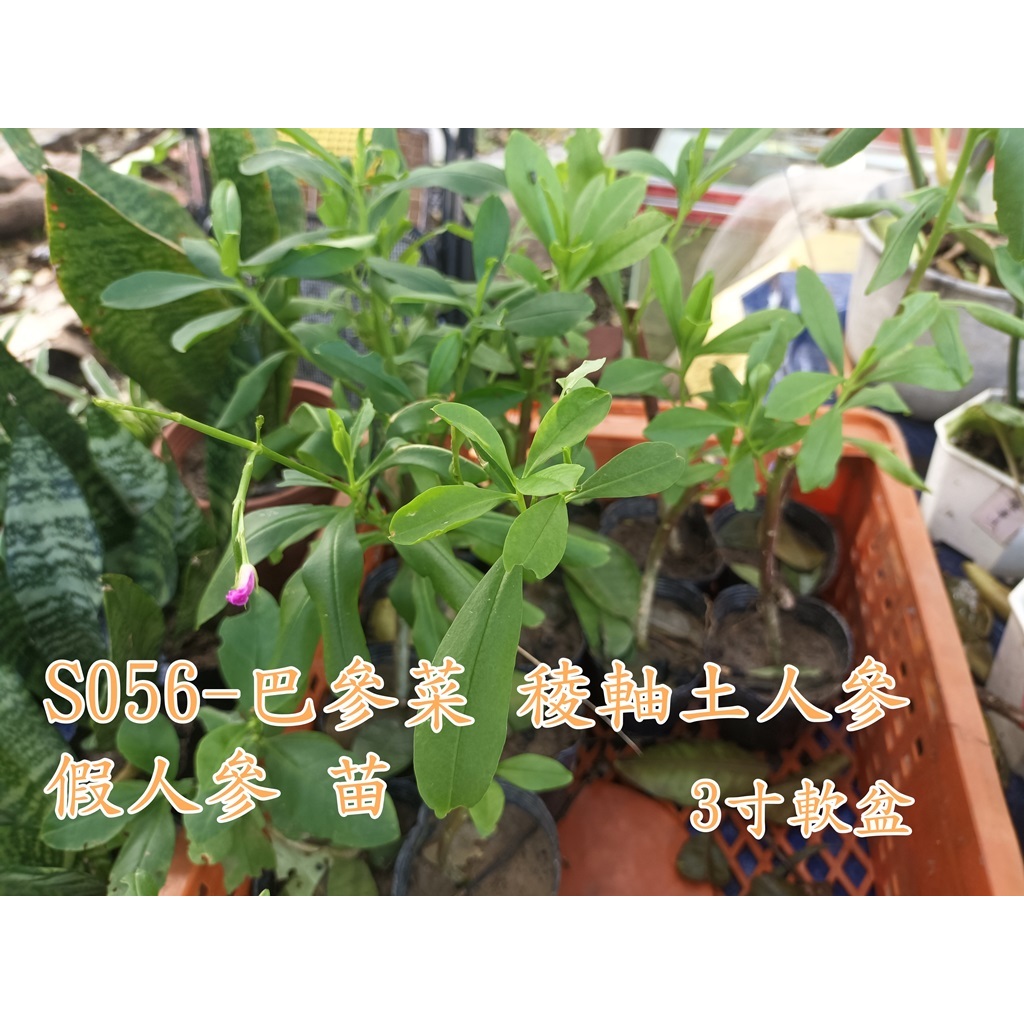 巴參菜 稜軸土人參 假人參 苗3寸軟盆-S056