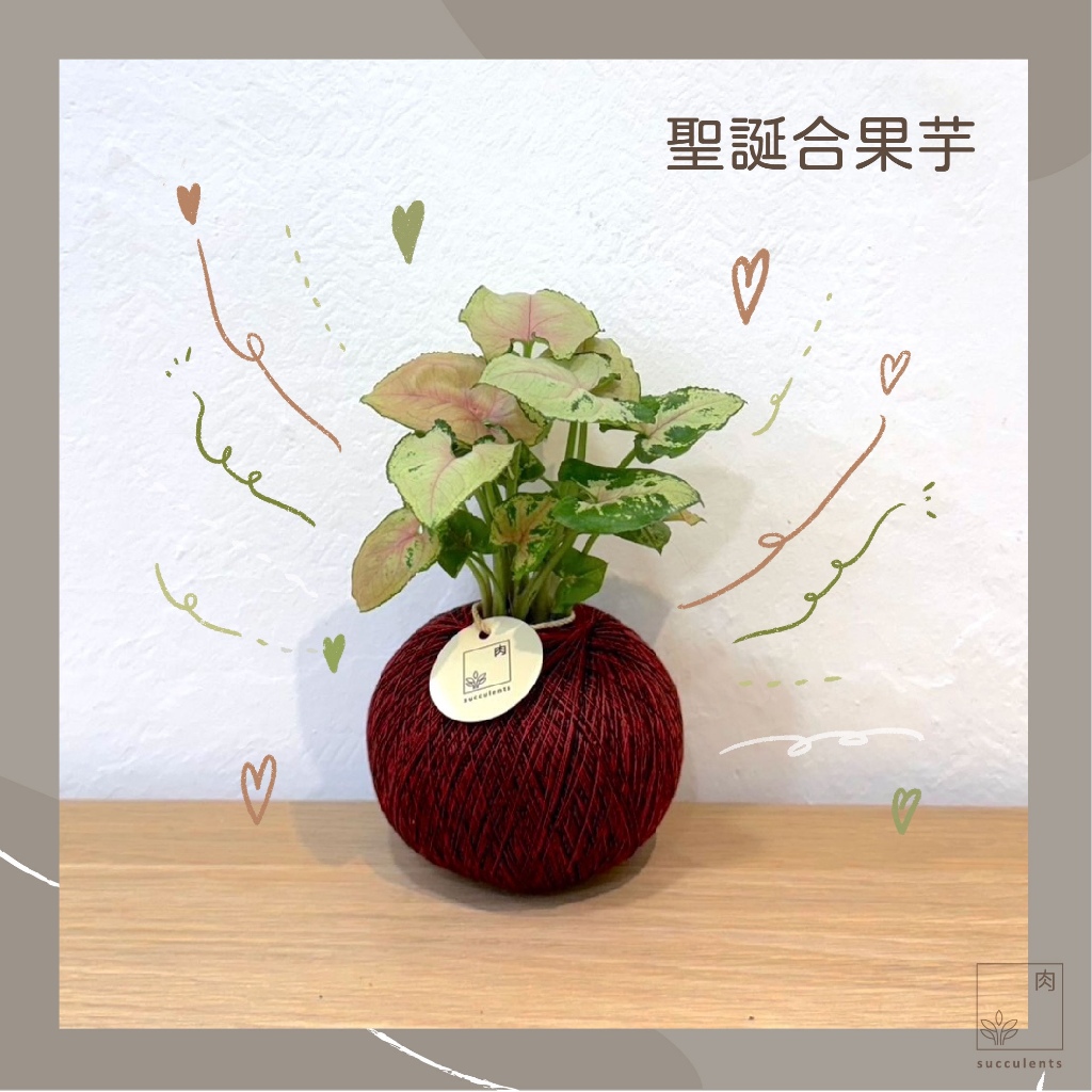 【貞豬多肉】聖誕合果芋精緻苔球 | 室內植物 | 水苔球 | 送禮