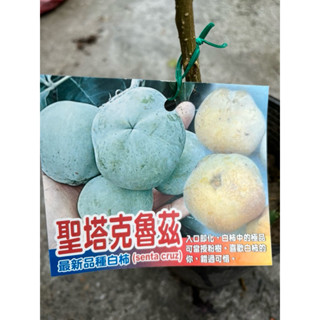 聖塔克魯茲 白柿 / 冰淇淋果 / 4.5吋～嫁接果樹苖木⋯